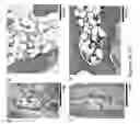 Fig. 08 - METHODS AND USES FOR EX VIVO TISSUE CULTURE SYSTEMS