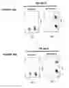 Fig. 41 - DIFFERENTIATION OF HUMAN IPS CELLS TO HUMAN ALVEOLAR TYPE II VIA DEFINITIVE ENDODERM