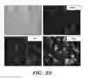 Fig. 09 - Sustained polypeptide expression from synthetic, modified RNAs and uses thereof