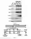 Fig. 05 - Generation of human iPS cells by a synthetic self-replicative RNA