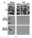 Fig. 08 - Generation of human iPS cells by a synthetic self-replicative RNA