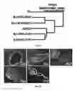 Fig. 10 - Generation of human iPS cells by a synthetic self-replicative RNA
