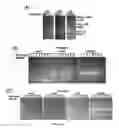 Fig. 11 - Generation of human iPS cells by a synthetic self-replicative RNA