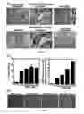 Fig. 13 - Generation of human iPS cells by a synthetic self-replicative RNA