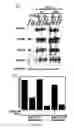 Fig. 14 - Generation of human iPS cells by a synthetic self-replicative RNA