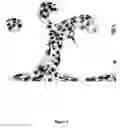 Fig. 03 - Salmon gill poxvirus