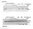 Fig. 06 - Delivery methods and compositions for nuclease-mediated genome engineering
