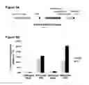 Fig. 07 - Delivery methods and compositions for nuclease-mediated genome engineering