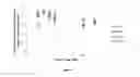 Fig. 04 - Kit, Composition and Method for Preparing a Specimen for Imaging and Method for Diagnosing a Disease