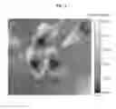 Fig. 15 - Apparatus and method for acquiring fluorescence image