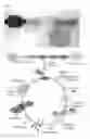 Fig. 12 - Reagents and methods for detecting infectious diseases