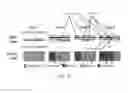 Fig. 13 - Isoelectric focusing arrays and methods of use thereof