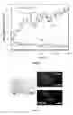 Fig. 08 - Method for detecting oxidising species