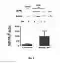 Fig. 02 - Compositions and methods for diagnosing and treating endometriosis-related infertility