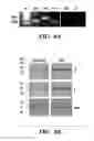 Fig. 08 - Compositions and methods for detecting and/or treating inflammation