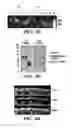Fig. 09 - Compositions and methods for detecting and/or treating inflammation