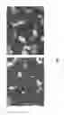 Fig. 07 - METHOD FOR PREPARING SINTERED RARE EARTH-BASED MAGNET USING MELTING POINT DEPRESSION ELEMENT AND SINTERED RARE EARTH-BASED MAGNET PREPARED THEREBY