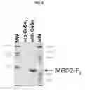 Fig. 05 - Means and Methods for Detecting Methylated DNA