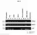 Fig. 11 - Means and Methods for Detecting Methylated DNA