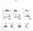 Fig. 12 - Means and Methods for Detecting Methylated DNA