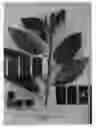 Fig. 02 - Sweet cherry tree named 'IFG Cher-two'