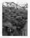 Fig. 02 - Raspberry plant named 'SHANI'