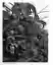 Fig. 01 - Raspberry plant named 'WENGI'