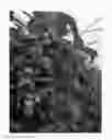 Fig. 02 - Raspberry plant named 'WENGI'