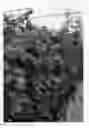 Fig. 01 - Raspberry plant named 'ABB 120'