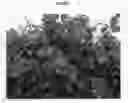 Fig. 02 - RASPBERRY PLANT NAMED 'PS-08.019-25'