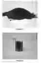 Fig. 09 - Compositions and Kits Comprising at Least Two Organisms and Methods for Causing, Enhancing, and/or Expediting Biodegradation of Articles Using Same