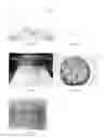 Fig. 02 - Method and formulation for gluten-free bakery products
