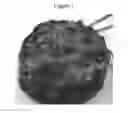 Fig. 02 - Pseudo-loaf food compositions