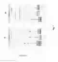 Fig. 09 - NUTRITIONAL COMPOSITIONS WITH 2FL AND LNNT FOR USE IN INDUCING A GUT MICROBIOTA CLOSE TO THE ONE OF BREAST FED INFANTS