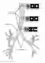 Fig. 01 - Image-based global registration system and method applicable to bronchoscopy guidance