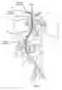 Fig. 02 - Devices and methods for measurement of Vena Cava dimensions, pressure and oxygen saturation
