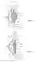 Fig. 02 - Foldable accommodating intraocular lens