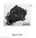 Fig. 02 - Janus particles and application thereof