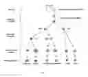 Fig. 02 - Transient protection of normal cells during chemotherapy
