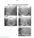 Fig. 08 - OPHTHALMIC COMPOSITIONS FOR THERAPEUTIC AND PROPHYLACTIC USES