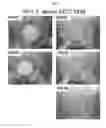 Fig. 09 - OPHTHALMIC COMPOSITIONS FOR THERAPEUTIC AND PROPHYLACTIC USES