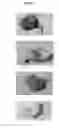 Fig. 02 - Transdermal formulations for delivery of capsaicinoids