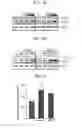 Fig. 07 - Pharmaceutical composition for preventing or treating mycobacterium species infection and method using the same
