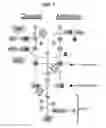 Fig. 02 - METHOD OF TREATING RESPIRATORY DISORDERS
