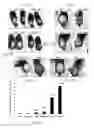 Fig. 02 - Methods and pharmaceutical compositions for improving wound healing using CD24