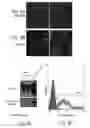 Fig. 06 - Methods and pharmaceutical compositions for improving wound healing using CD24