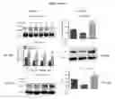 Fig. 07 - Modified NK Cells and Uses Thereof