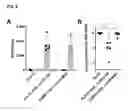 Fig. 09 - Immunogenic compositions, antigen screening methods, and methods of generating immune responses