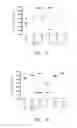 Fig. 07 - Vaccine composition containing synthetic adjuvant