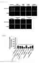 Fig. 04 - NOVEL PROTEIN TRANSFECTION COMPOSITIONS AND USES THEREOF